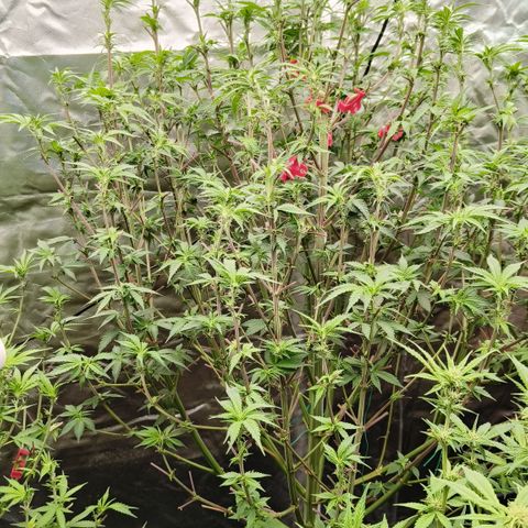 Sweet Cherry kush #1 growlog timeline photo