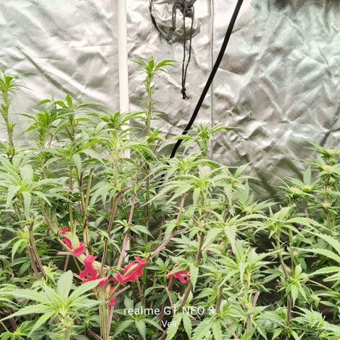 Sweet Cherry kush #1 growlog timeline photo