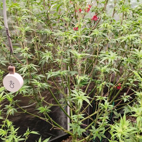 Sweet Cherry kush #1 growlog timeline photo