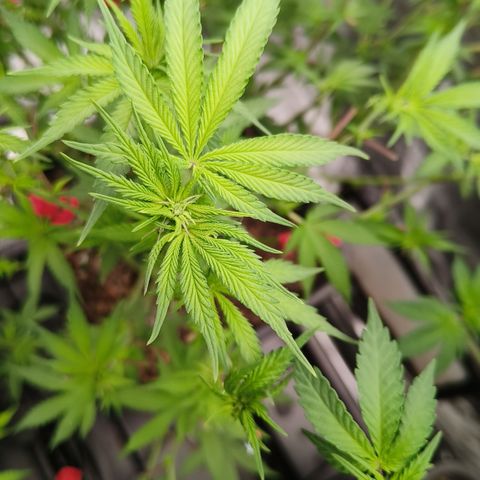 Sweet Cherry kush #2 growlog timeline photo