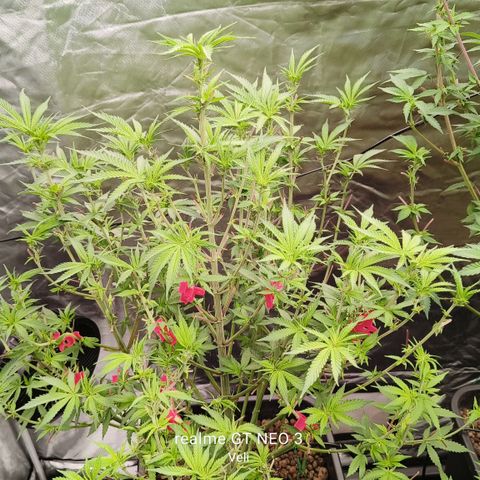 Sweet Cherry kush #2 growlog timeline photo