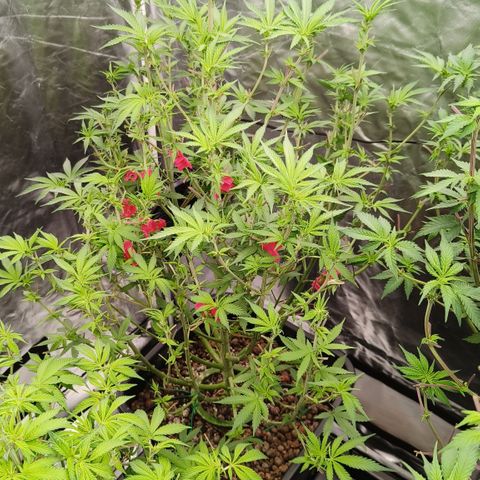 Sweet Cherry kush #2 growlog timeline photo