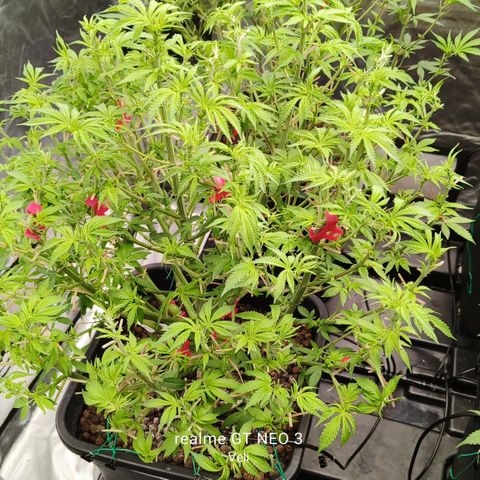 Sweet Cherry kush #3 growlog timeline photo