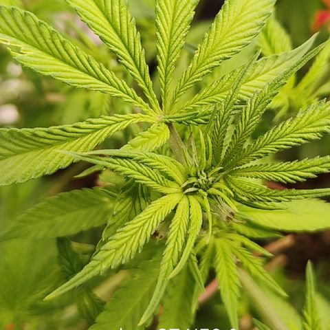 Sweet Cherry kush #3 growlog timeline photo
