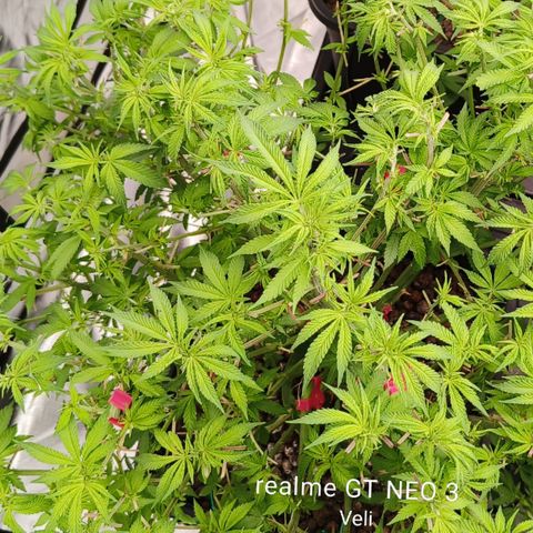 Sweet Cherry kush #3 growlog timeline photo