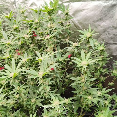 Tropicanna poison #2 growlog timeline photo