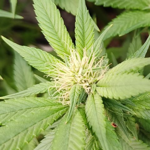Tropicanna poison #2 growlog timeline photo