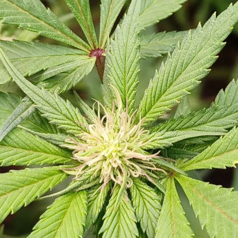 Tropicanna Poison Fast Version #1 growlog timeline photo