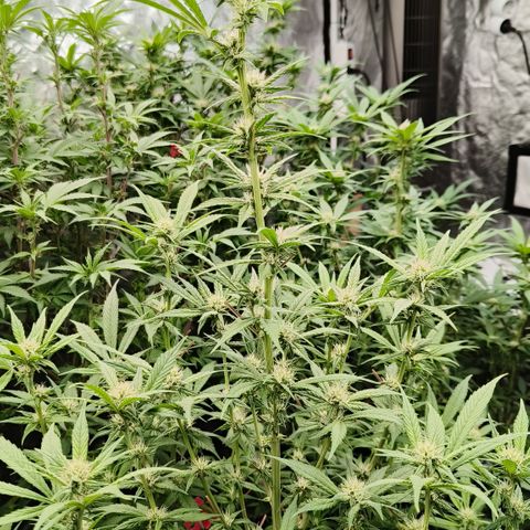 Black Muffin F1 growlog timeline photo