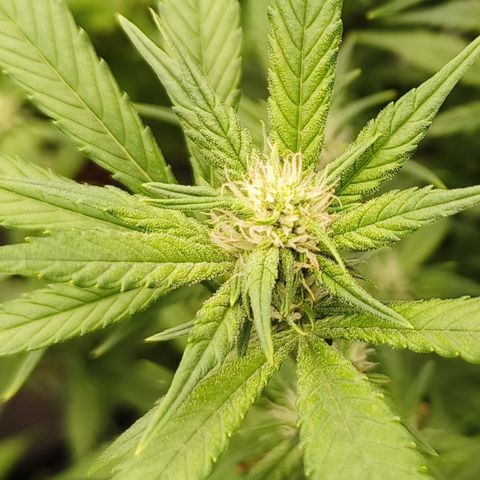 Black Muffin F1 growlog timeline photo