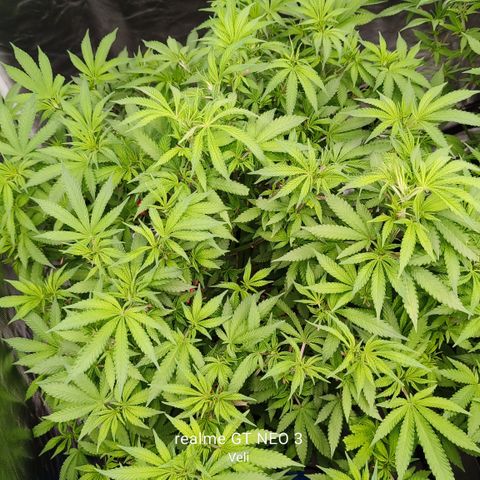 Sweet Cherry kush #3 growlog timeline photo