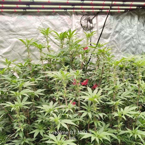 Sweet Cherry kush #1 growlog timeline photo