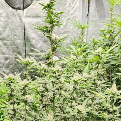 Black Muffin F1 growlog timeline photo