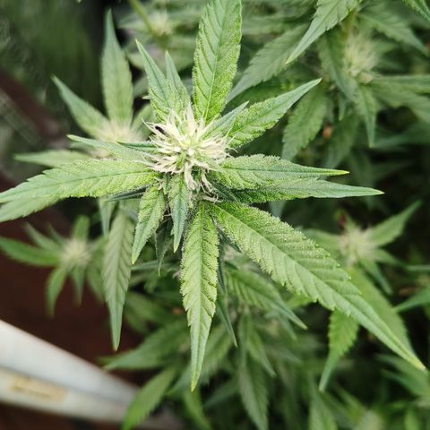 Black Muffin F1 growlog timeline photo