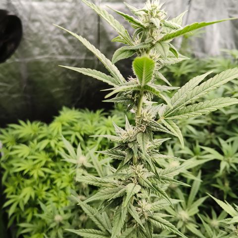 Black Muffin F1 growlog timeline photo