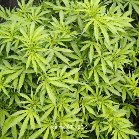 Sweet Cherry kush #3 growlog timeline photo