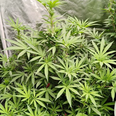 Sweet Cherry kush #2 growlog timeline photo