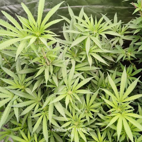 Sweet Cherry kush #2 growlog timeline photo
