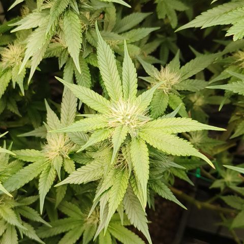 Tropicanna poison #2 growlog timeline photo