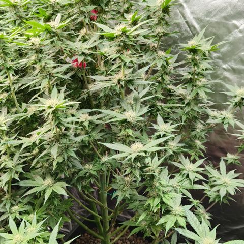 Tropicanna poison #2 growlog timeline photo