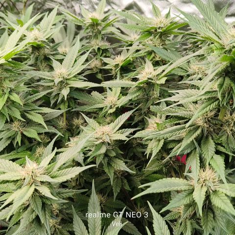 Tropicanna poison #2 growlog timeline photo