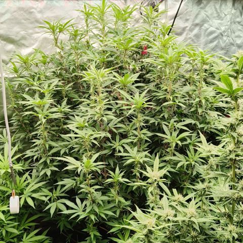 Sweet Cherry kush #1 growlog timeline photo