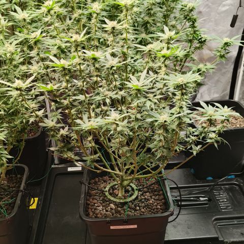 Tropicanna Poison Fast Version #1 growlog timeline photo