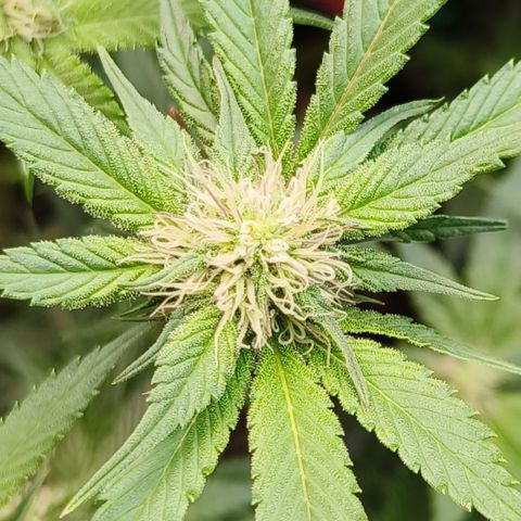 Tropicanna Poison Fast Version #1 growlog timeline photo