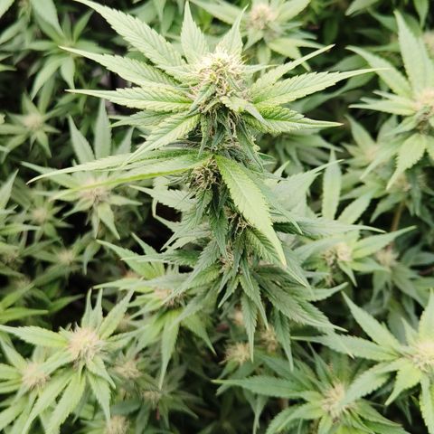 Tropicanna Poison Fast Version #1 growlog timeline photo