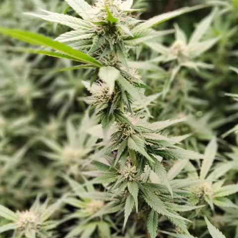 Tropicanna Poison Fast Version #1 growlog timeline photo