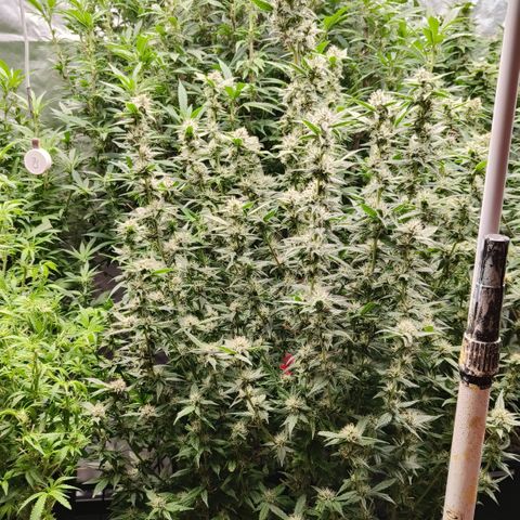 Black Muffin F1 growlog timeline photo