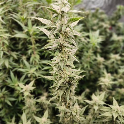 Black Muffin F1 growlog timeline photo