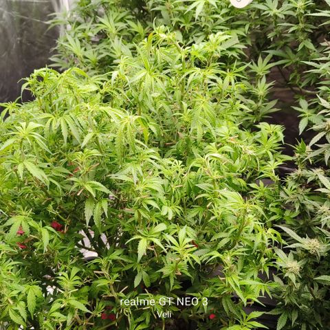 Sweet Cherry kush #3 growlog timeline photo