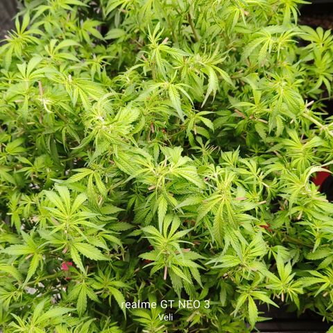 Sweet Cherry kush #3 growlog timeline photo