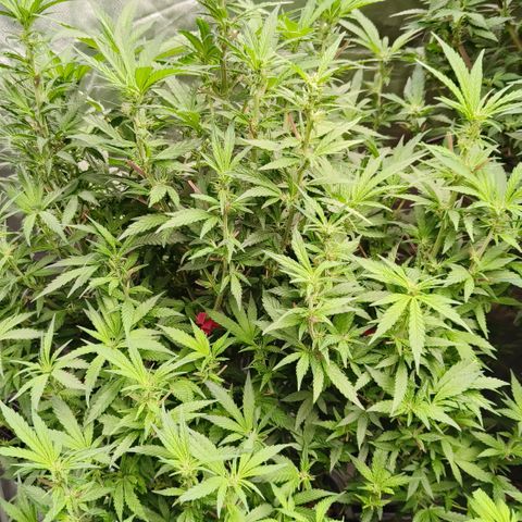 Sweet Cherry kush #2 growlog timeline photo