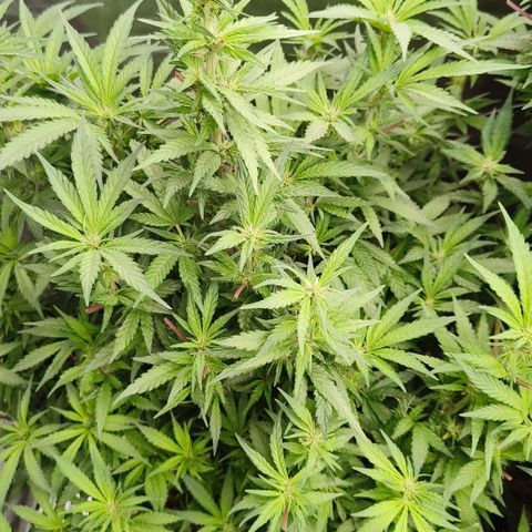 Sweet Cherry kush #2 growlog timeline photo