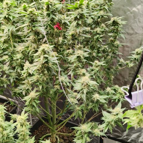 Tropicanna poison #2 growlog timeline photo