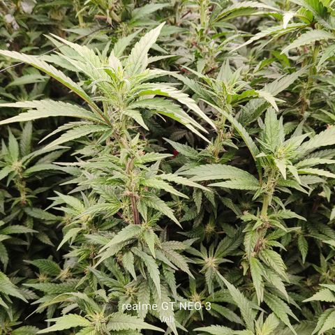 Sweet Cherry kush #1 growlog timeline photo