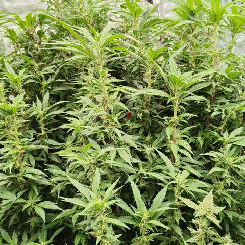 Sweet Cherry kush #1 growlog timeline photo