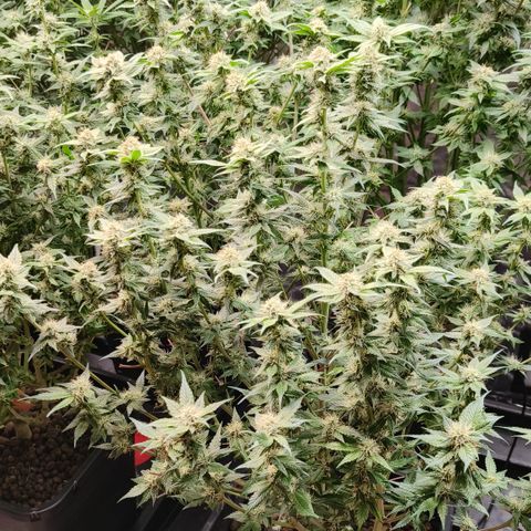 Tropicanna Poison Fast Version #1 growlog timeline photo