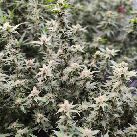 Tropicanna Poison Fast Version #1 growlog timeline photo