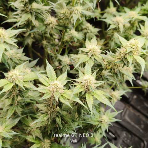 Tropicanna Poison Fast Version #1 growlog timeline photo