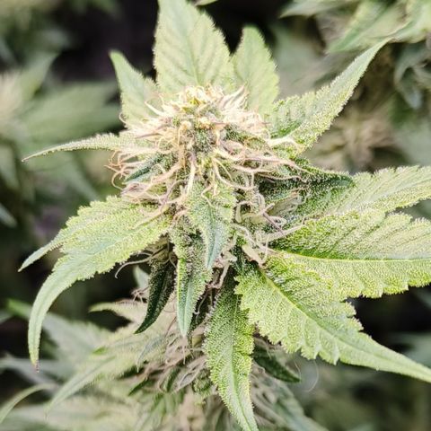 Tropicanna Poison Fast Version #1 growlog timeline photo