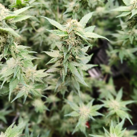 Tropicanna Poison Fast Version #1 growlog timeline photo