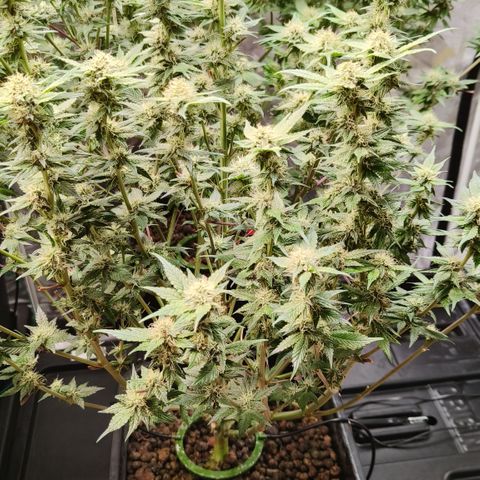 Tropicanna Poison Fast Version #1 growlog timeline photo