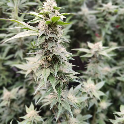 Tropicanna Poison Fast Version #1 growlog timeline photo