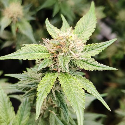 Tropicanna Poison Fast Version #1 growlog timeline photo