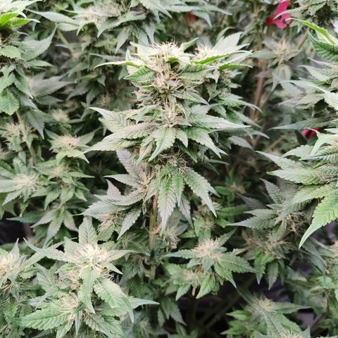 Tropicanna poison #2 growlog timeline photo