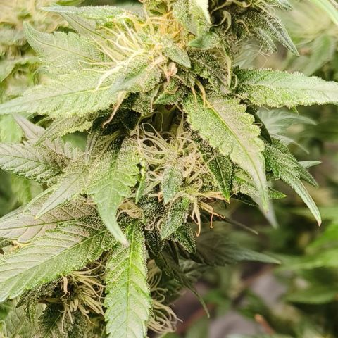 Tropicanna poison #2 growlog timeline photo
