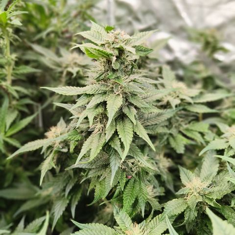 Tropicanna poison #2 growlog timeline photo
